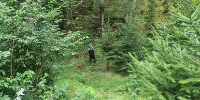 3D Parcour Bogensport - Grensberg - Stay Wild  Parcours Ziel 13&14 - BSC- Strudengau