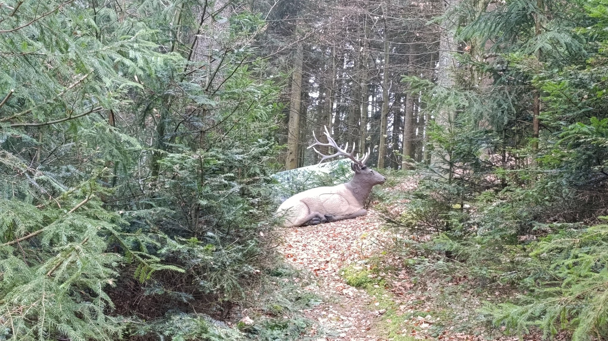 3D Parcour Bogenschießen: BSV Peilstein "Am Hochgattern"