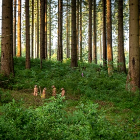 3D - Parcour: Bogenpfad Harz