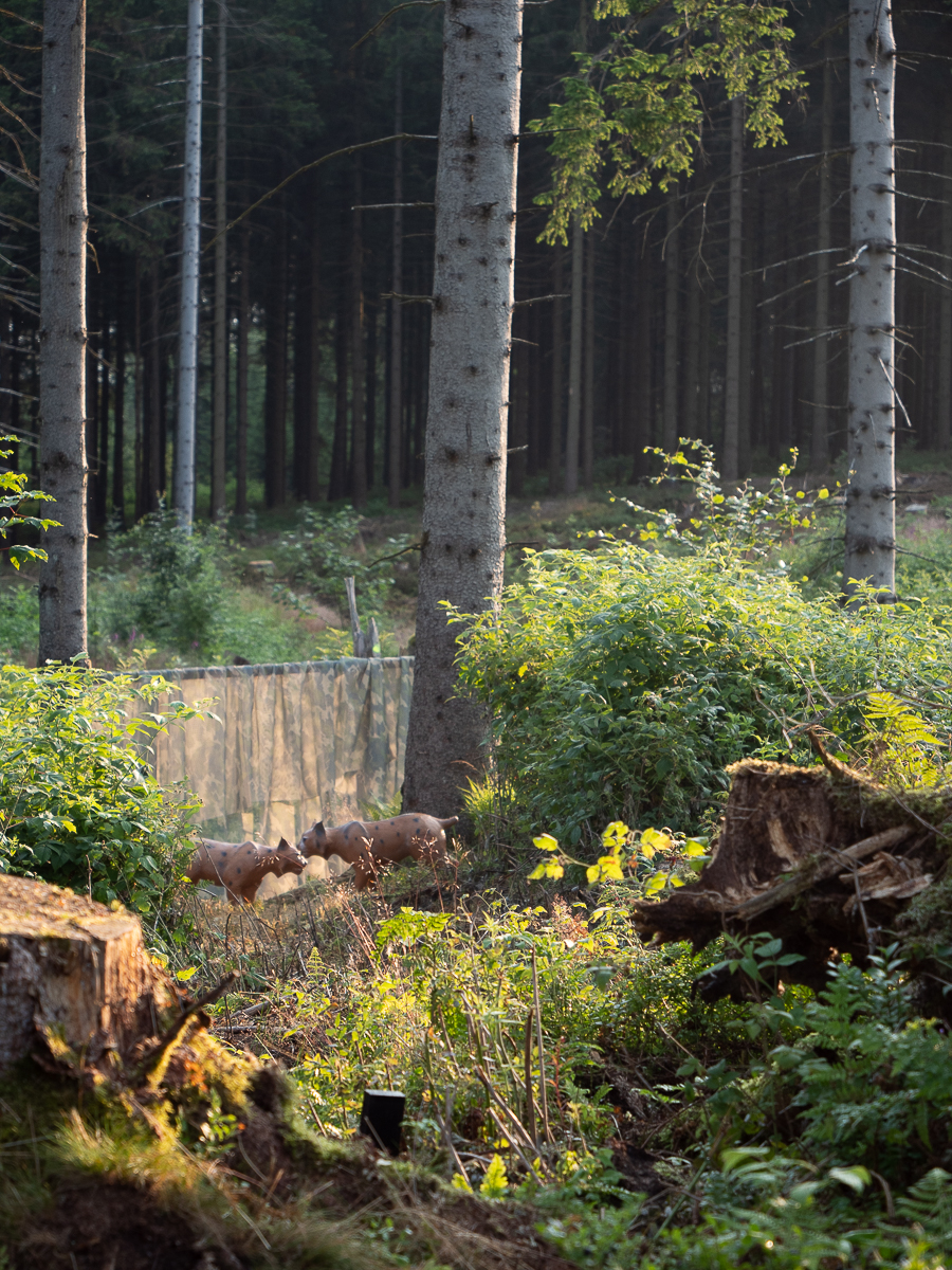 3D Parcour Bogenschießen: Bogenpfad Harz