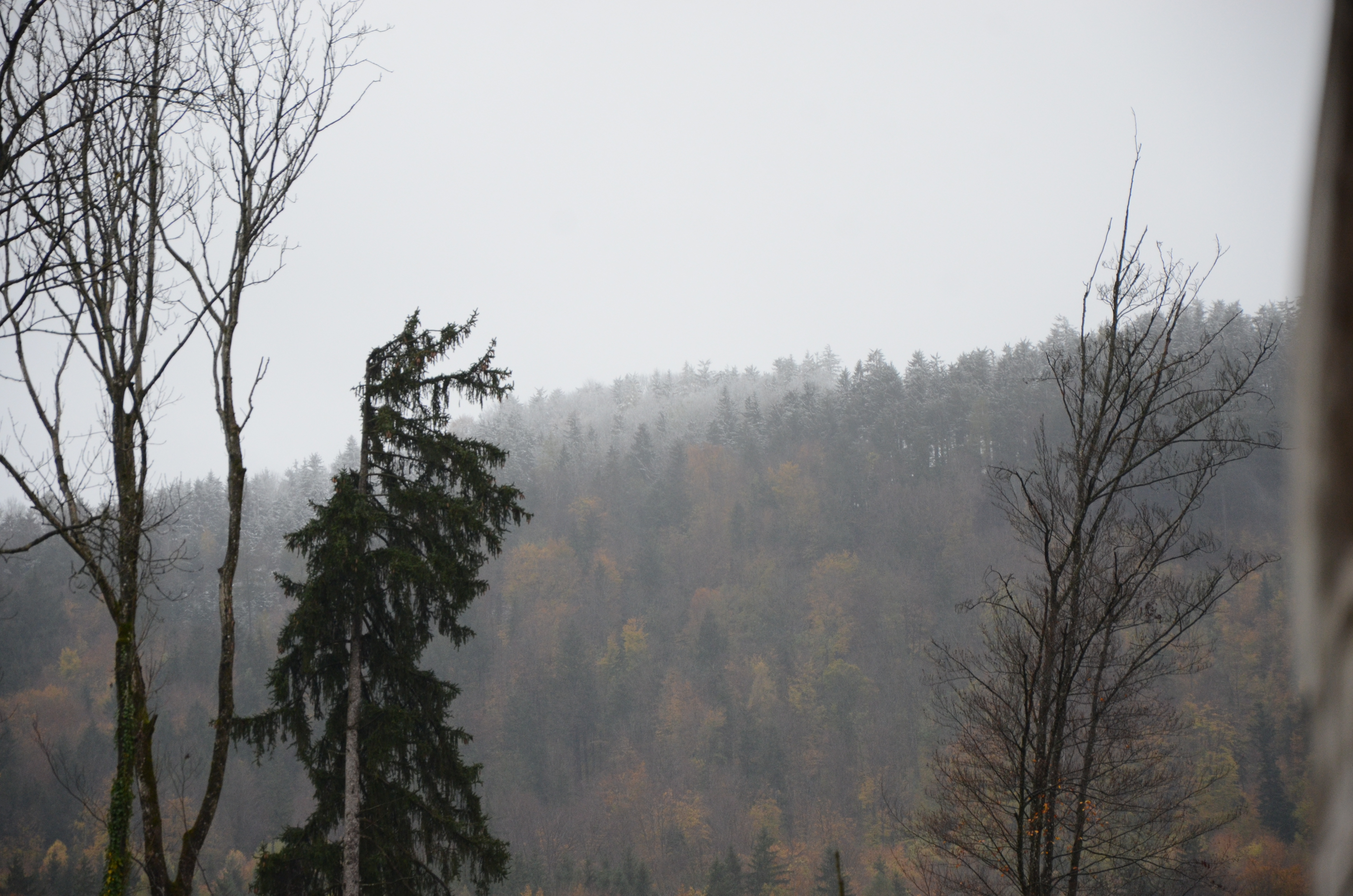 3D Parcour Bogenschießen: Magisch! - Club 3-D Austria Bogensport HSV Wals