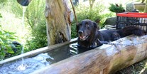 Parcours - erlaubte Bögen: Compound - Ein Hund braucht Abkühlung und bekommt sie! - Club 3-D Austria Bogensport Hallwang