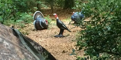 3D archery course - Reken - Feldbogenschützen Rhedee