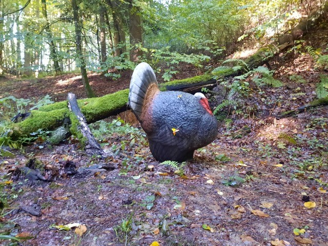 3D Parcour Bogenschießen: BS Foberl 3D Parcours