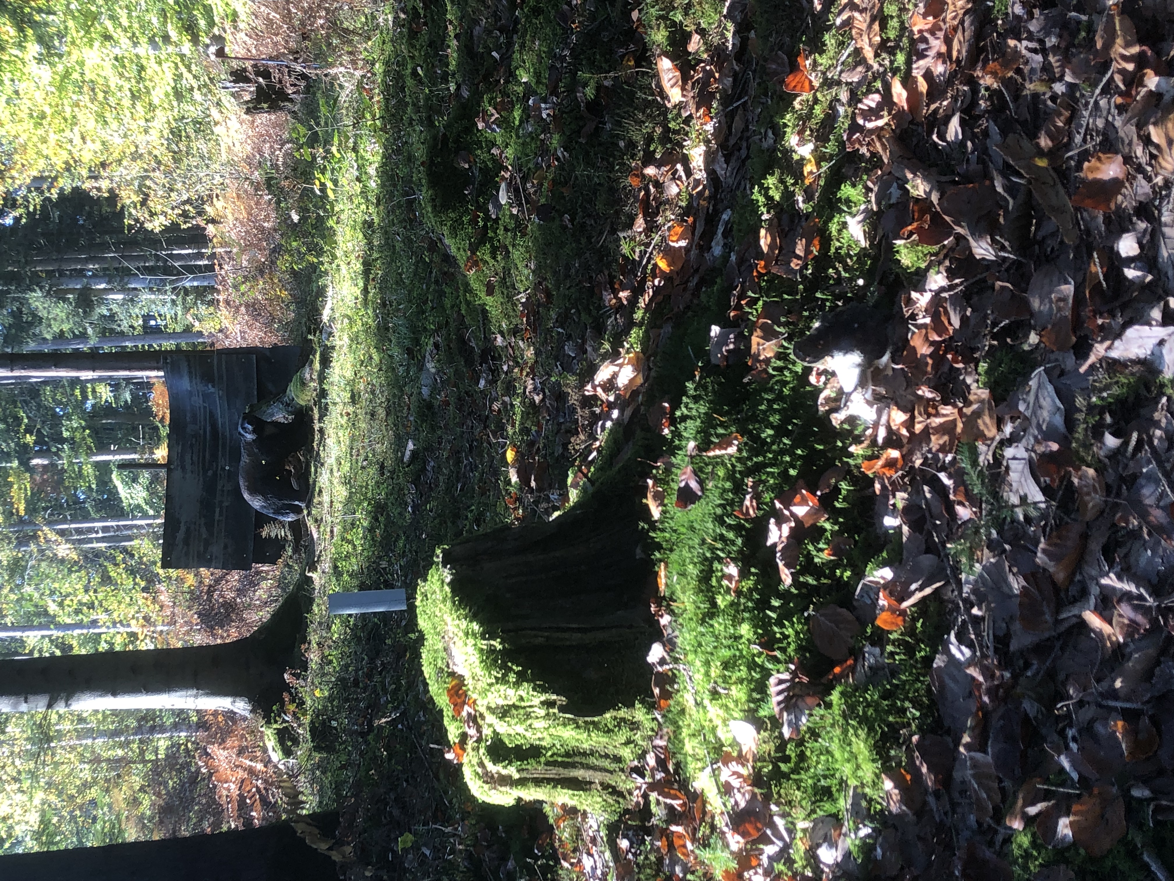 3D Parcour Bogenschießen: BS Foberl 3D Parcours