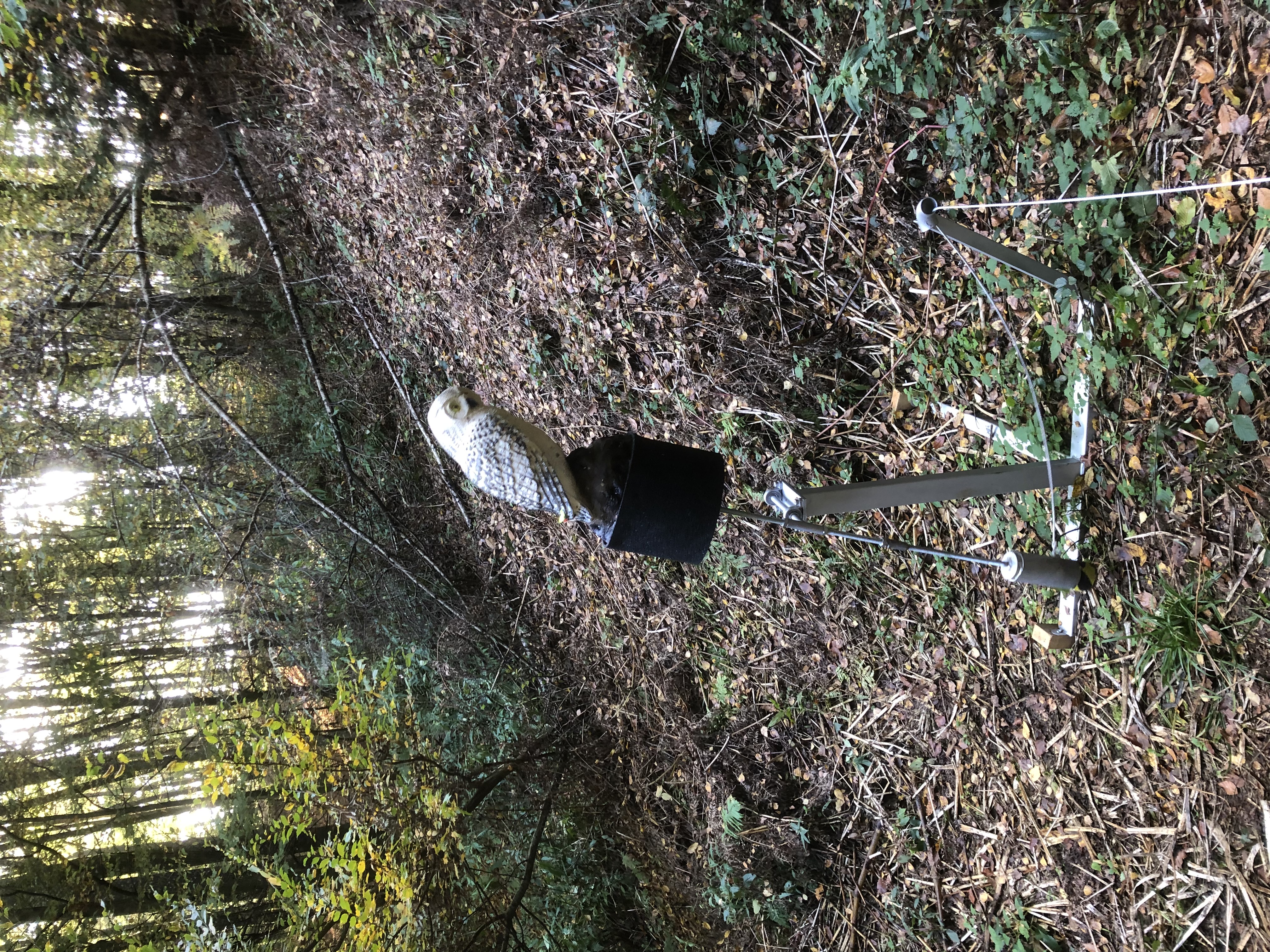 3D Parcour Bogenschießen: BS Foberl 3D Parcours