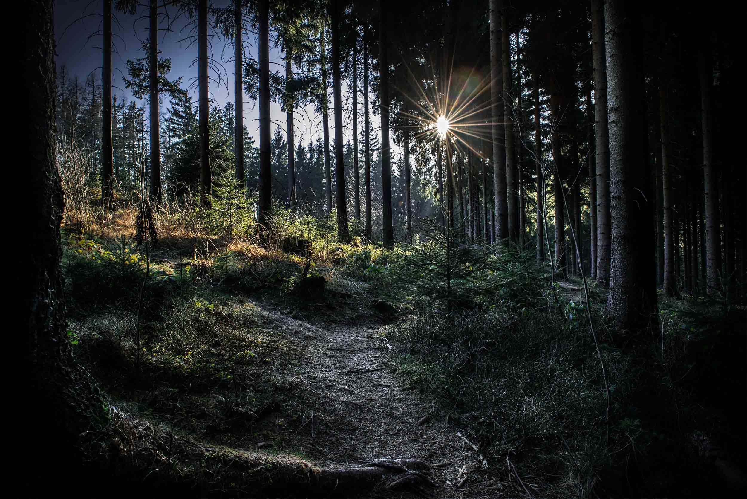 3D Parcour Bogensport - Bogenhalle - unser Wald - Bogensportzentrum Breitenstein