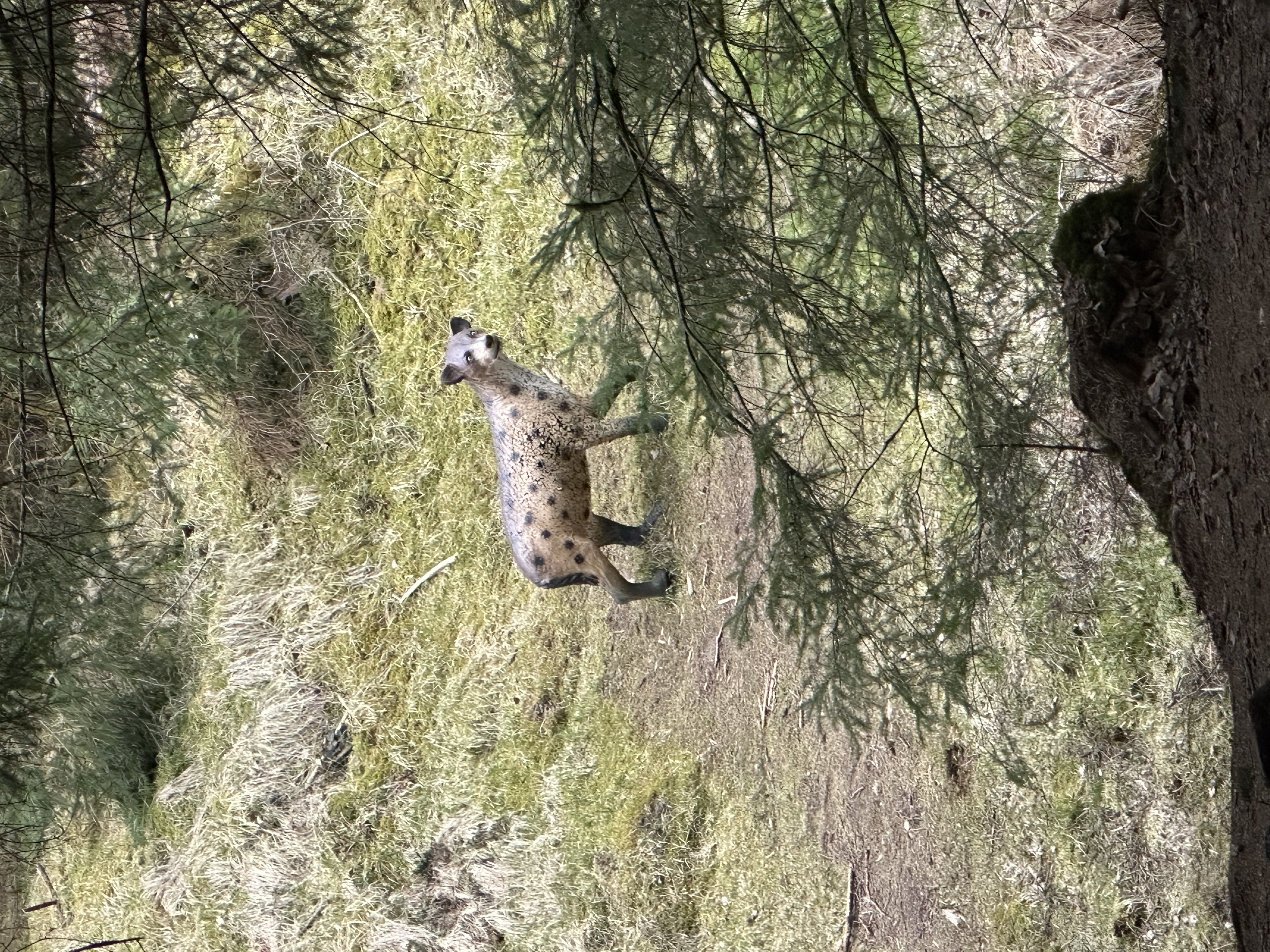 3D Parcour Bogenschießen: Hyäne - BJ-Ranch 3D Bogenparcour