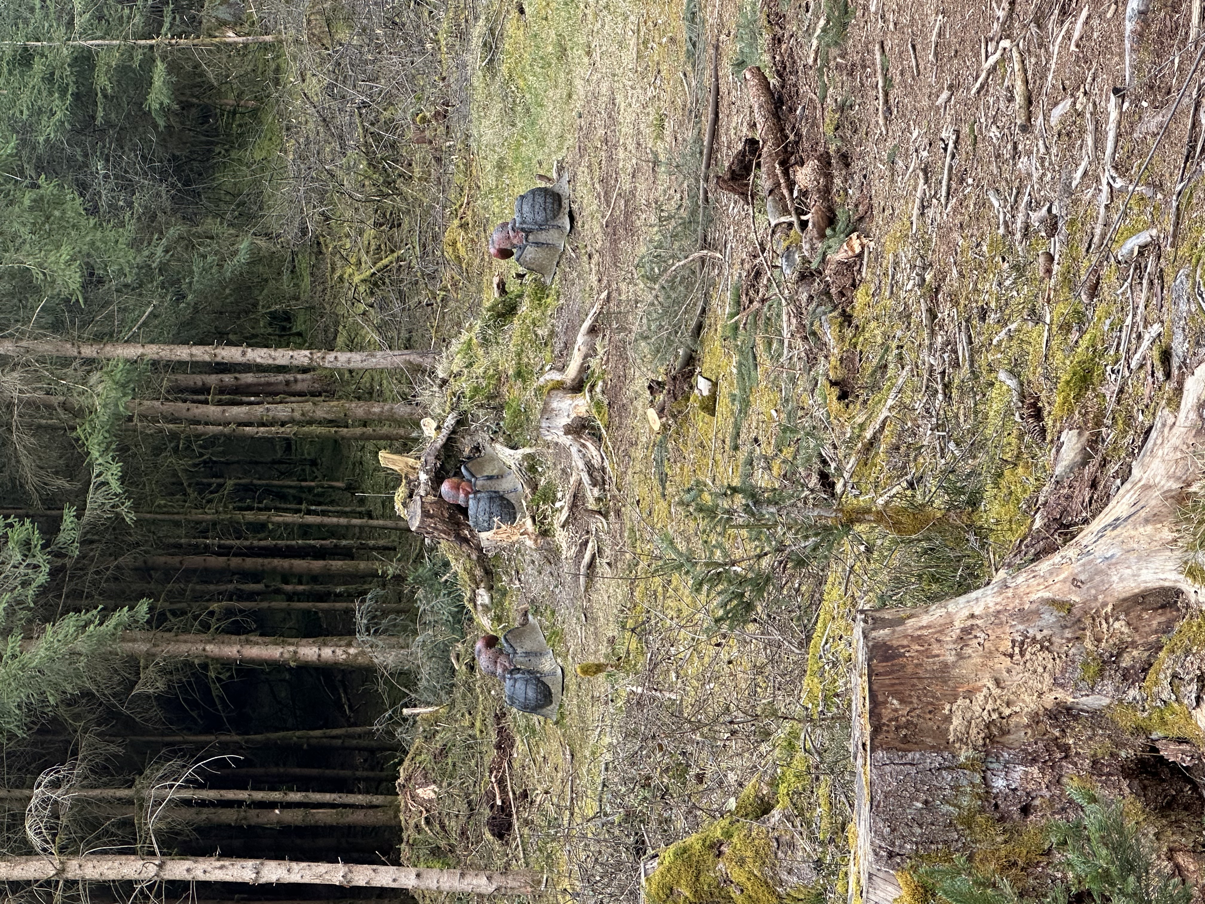 3D Parcour Bogenschießen: Ameisen - BJ-Ranch 3D Bogenparcour