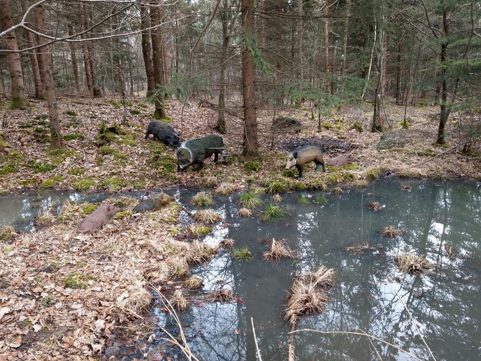 3D archery course - Bavaria - 3D-Parcour Wemding im Schneetal