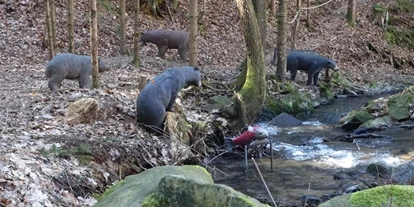3D Parcour Bogensport - Teublitz - Bogenparcours auf Schloß Guteneck