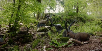 3D Parcour Bogensport - Teublitz - Bogenparcours auf Schloß Guteneck