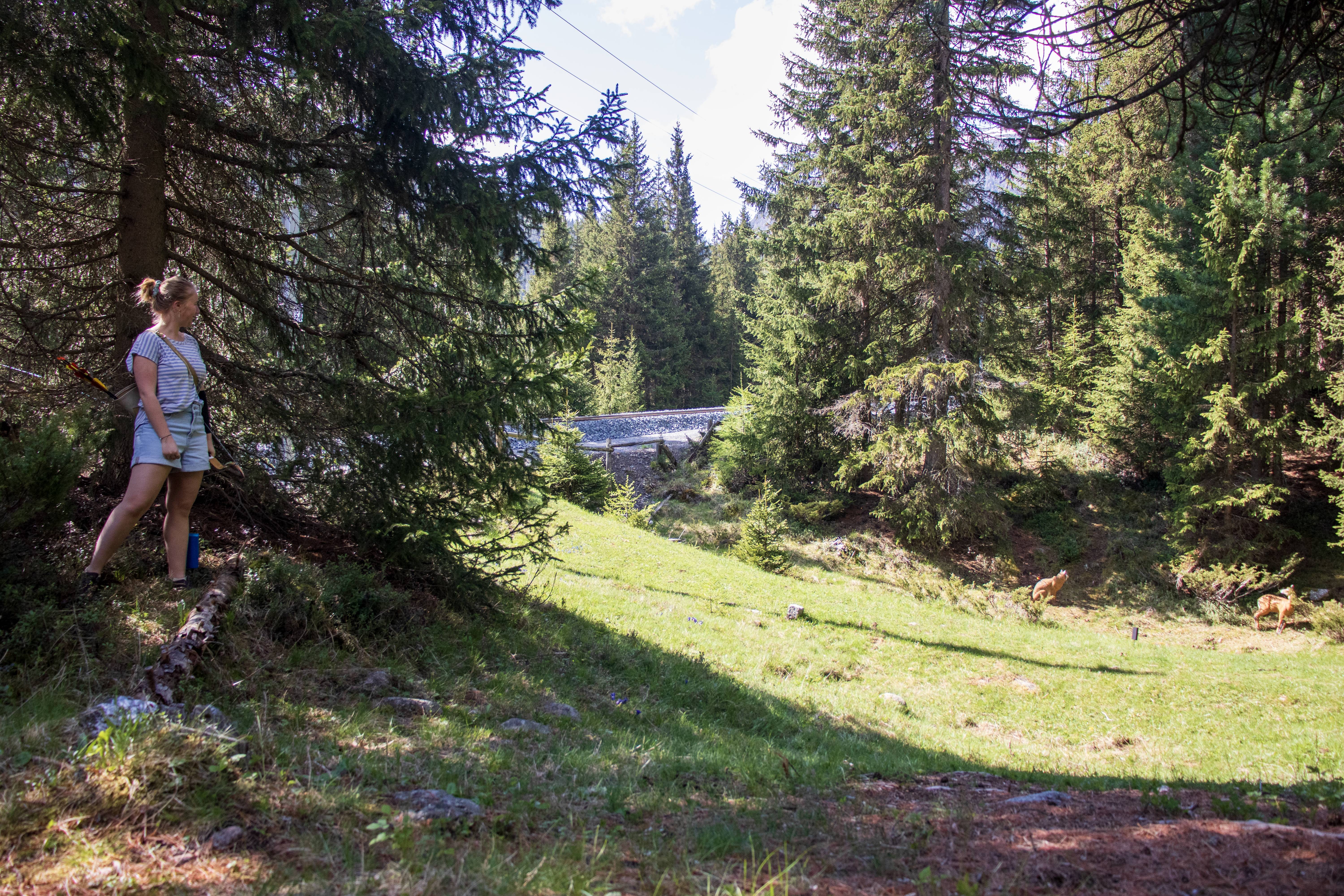 3D Parcour Bogenschießen: Unser Gelände ist gut begehbar und wechselt sich mit Wald und Wiese ab. - Bogenparcours Engadin